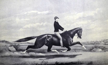 Celebrated Horse Dexter, The King of the Turf